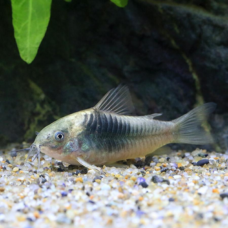 熱帯魚）コリドラス・フォレガンス（1匹） 北海道・九州航空便要保温 