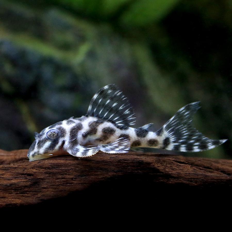 楽天市場】（熱帯魚）チャンナ・プルクラ ブリード（1匹） 北海道 