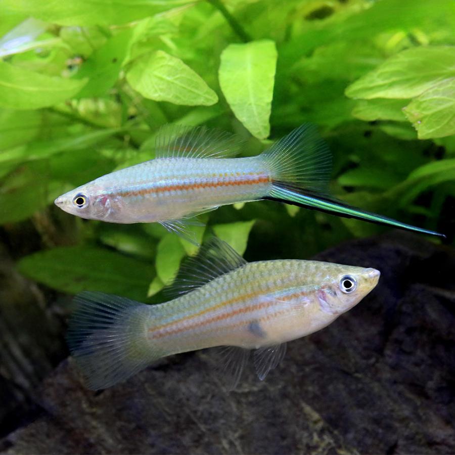 熱帯魚）グリーンソードテール（1ペア） 北海道・九州航空便要保温