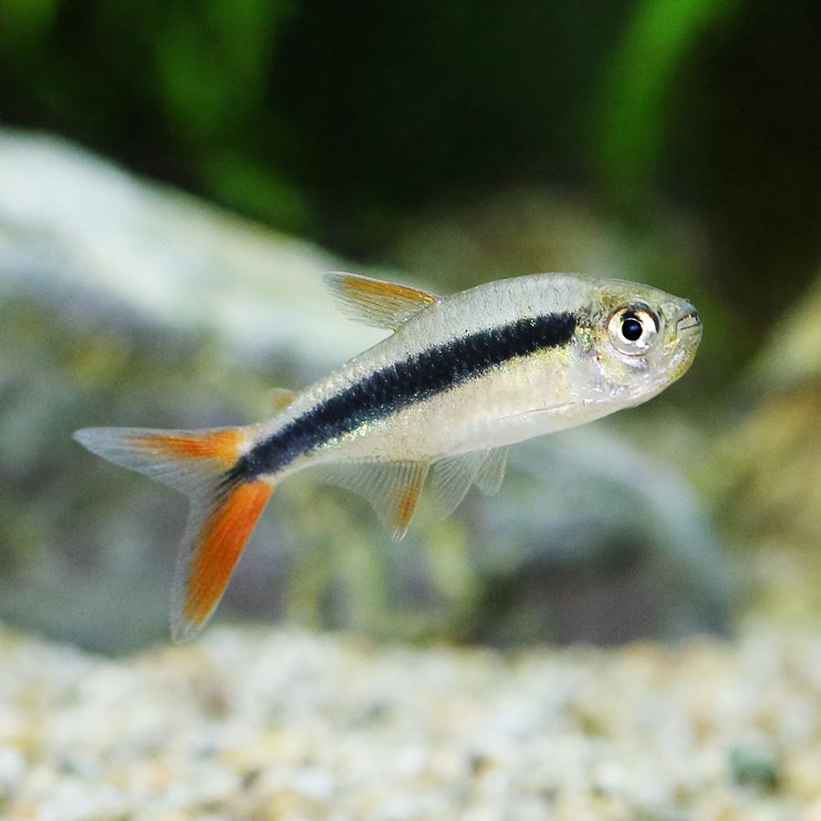 熱帯魚）レッドフィンペンギン・テトラ （ブリード）（1匹） 北海道