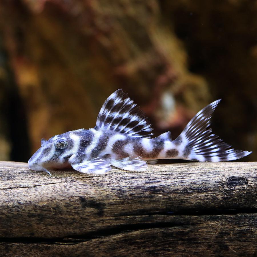 （熱帯魚）ニューメガクラウン・ペコルティア　Ｌ−２３６（国産ブリード）（１匹）　北海道・九州航空便要保温 | 