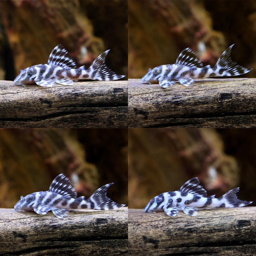 （熱帯魚）ニューメガクラウン・ペコルティア　Ｌ−２３６（国産ブリード）（１匹）　北海道・九州航空便要保温 |  | 01