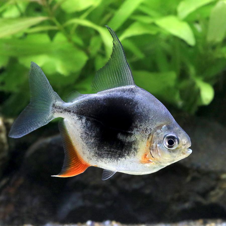 入荷未定）（熱帯魚）ブラックベリー・メチニス（1匹） 北海道・九州