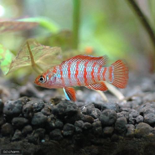（熱帯魚）スカーレットジェム（５匹）　北海道航空便要保温 | 