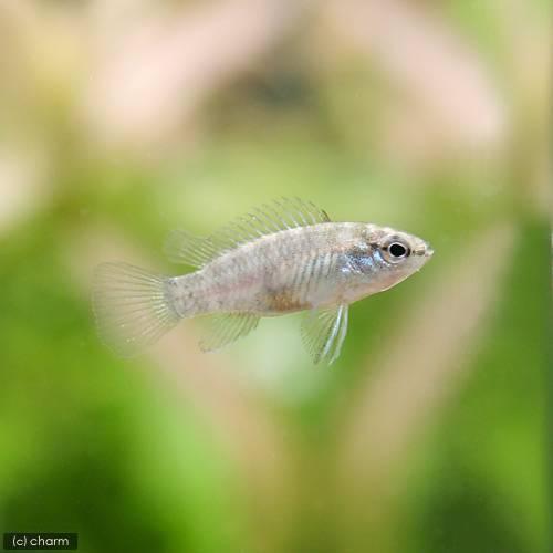 （熱帯魚）スカーレットジェム（５匹）　北海道航空便要保温 |  | 01