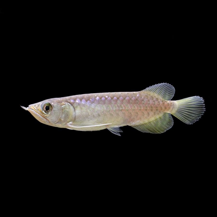 熱帯魚）一点物 ナミグリーンアロワナ 唐草金龍 ゴールデンアロワナ