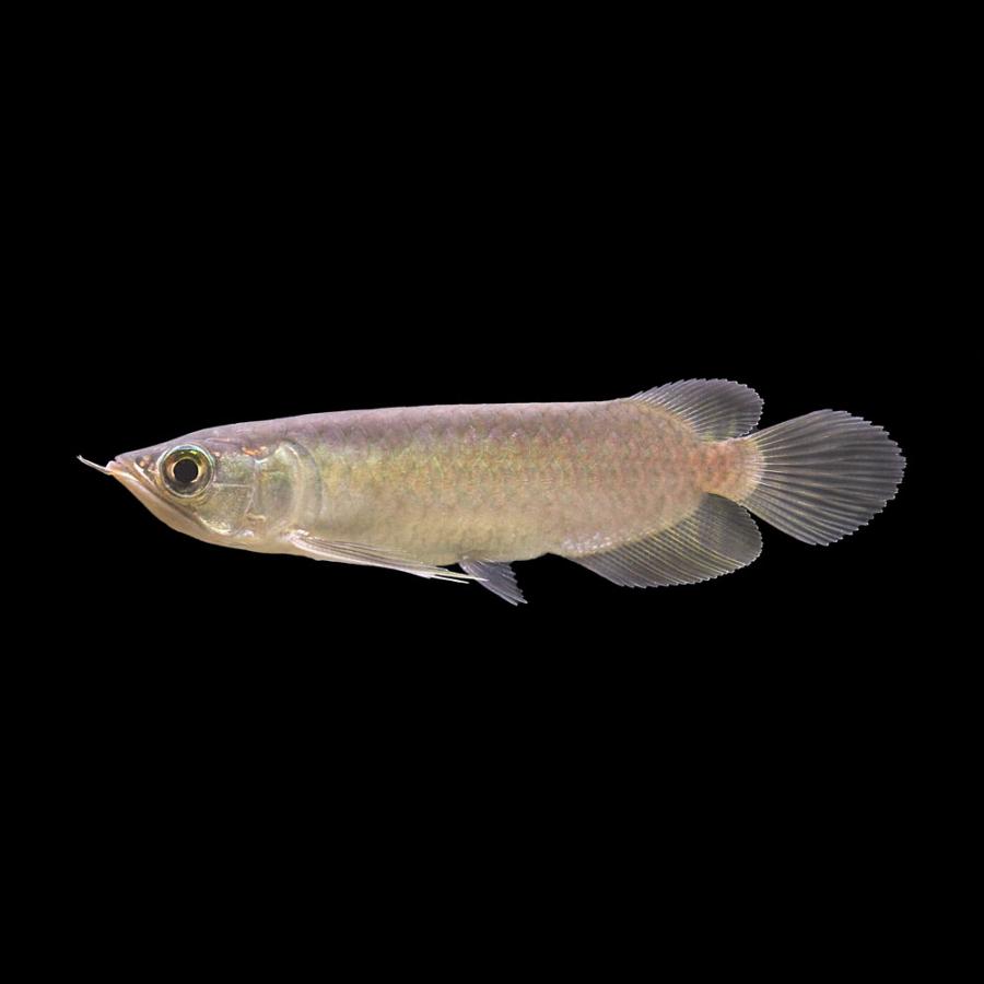 熱帯魚）一点物 ナミグリーンアロワナ 唐草金龍 ゴールデンアロワナ