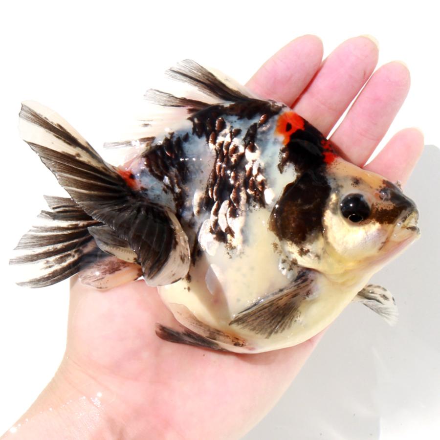 専用商品K-9457 ジャンピング猫チャーム(金魚) チャーム（ペット） （国産金魚）丹頂（1匹） : チャーム charm