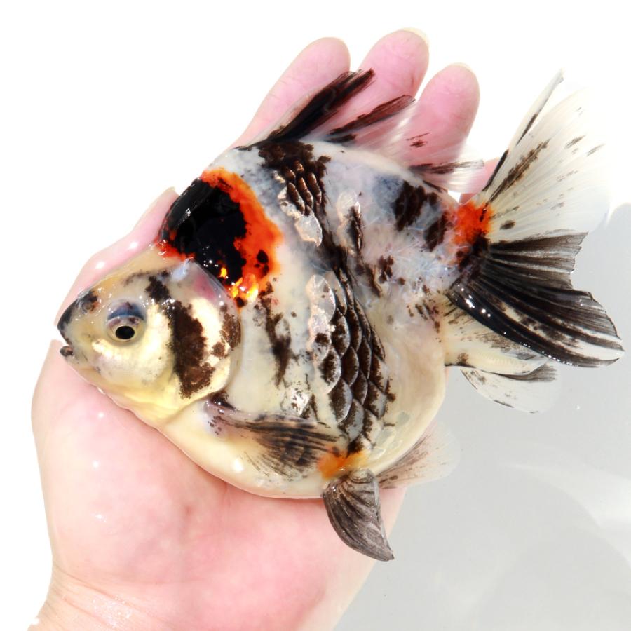 金魚)一点物 ダルマ琉金ショートテール 14cm± (中国産 金魚)一点物 ダルマ琉金ショートテール 14cm± (中国産