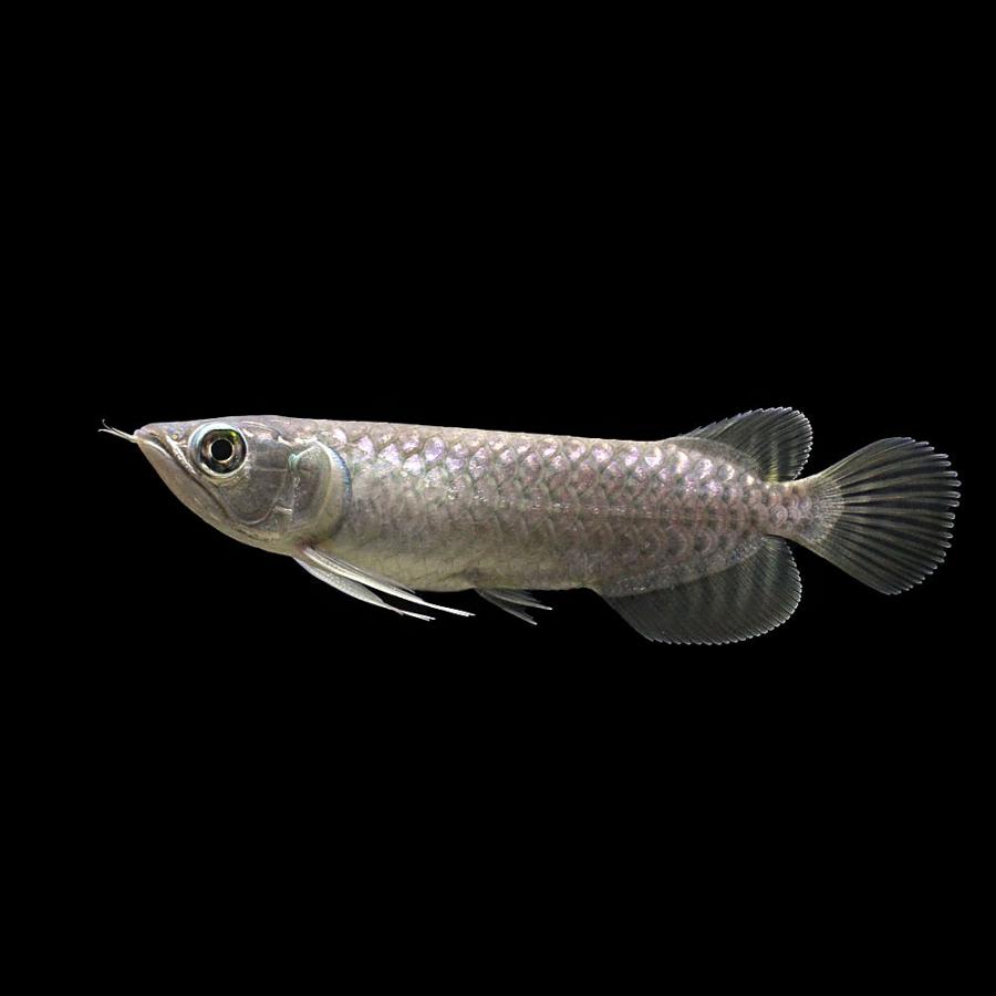 熱帯魚）一点物 バティックアロワナ 唐草金龍 ゴールデンクロスバック