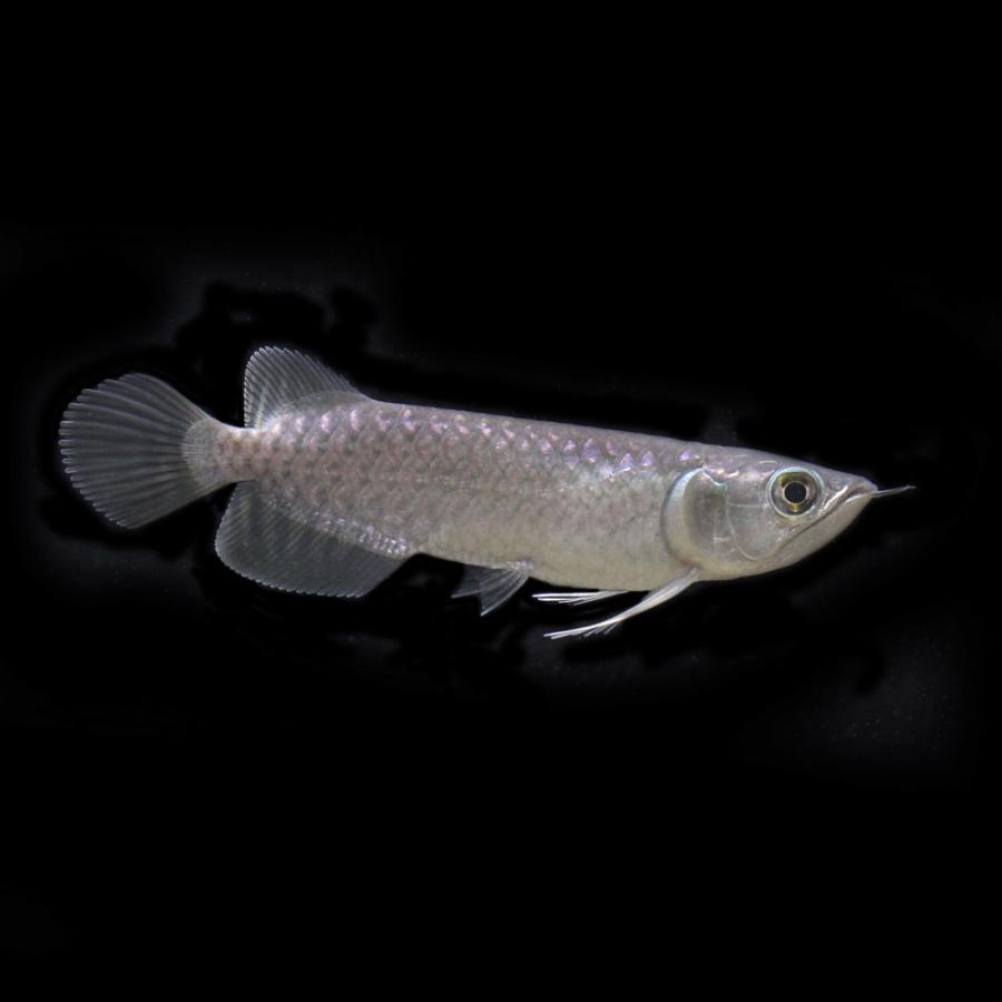 熱帯魚）一点物 バティックアロワナ 唐草金龍 ゴールデンクロスバック