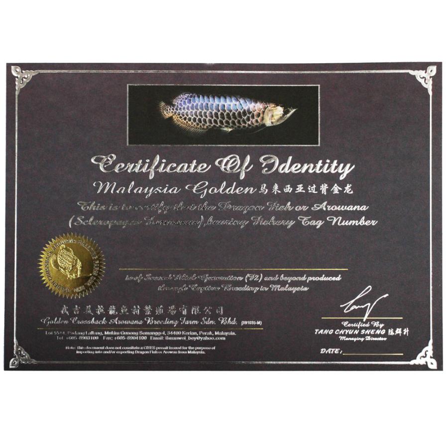 熱帯魚）一点物 バティックアロワナ 唐草金龍 ゴールデンクロスバック