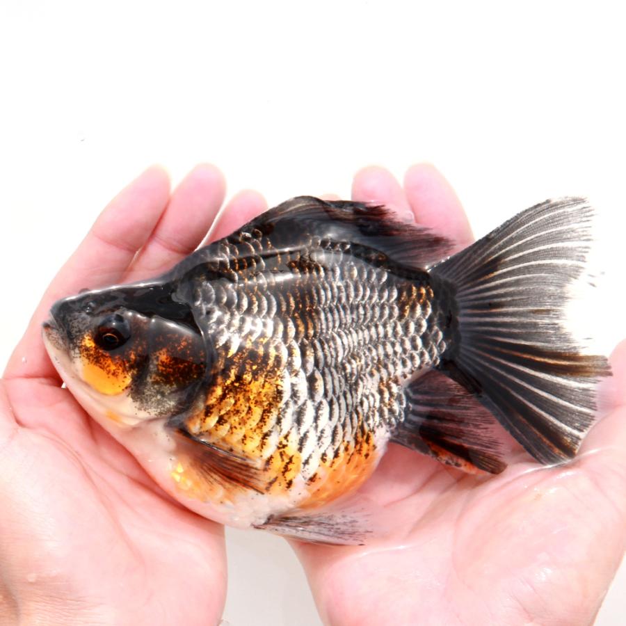 木戸貞昭／赤志野茶碗／茶XXX 吉野瞬 dripper mug 2016 陶芸 一点物 吉野