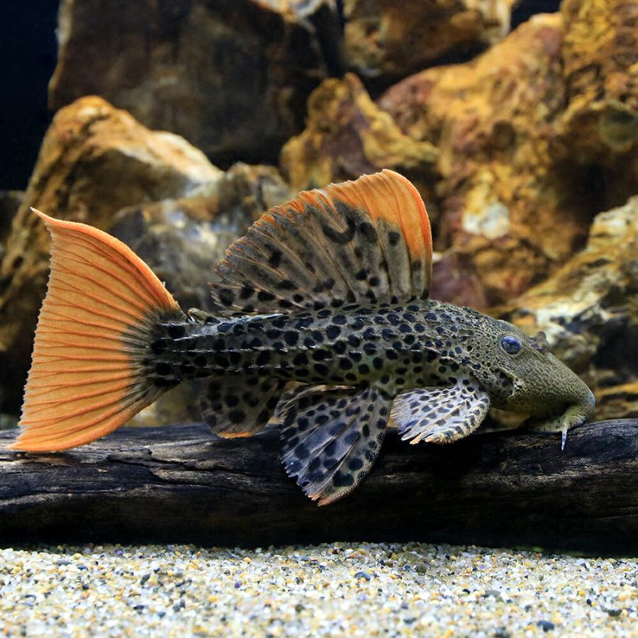 熱帯魚）スーパーオレンジフィンレオパード・トリム ソリッドテール