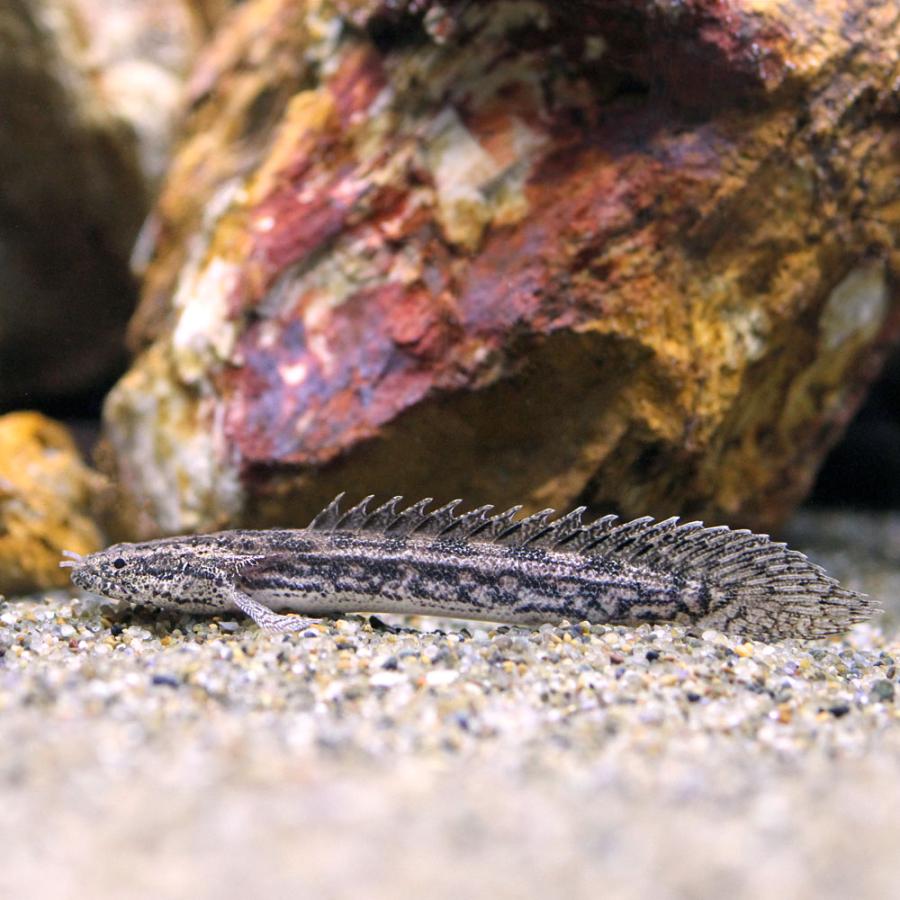 熱帯魚）ポリプテルス・アンソルギー（国産ブリード）（1匹） 北海道