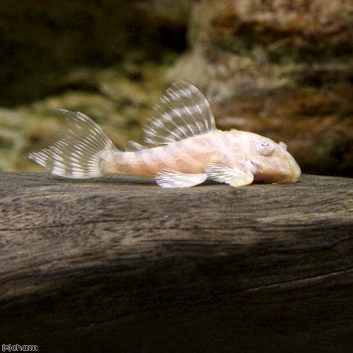 熱帯魚）アルビノゴールデンキングロイヤル・ペコルティア（ブリード