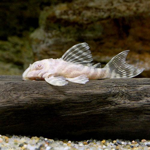 キンペコ‼️5～6cm程、国産ブリード‼️