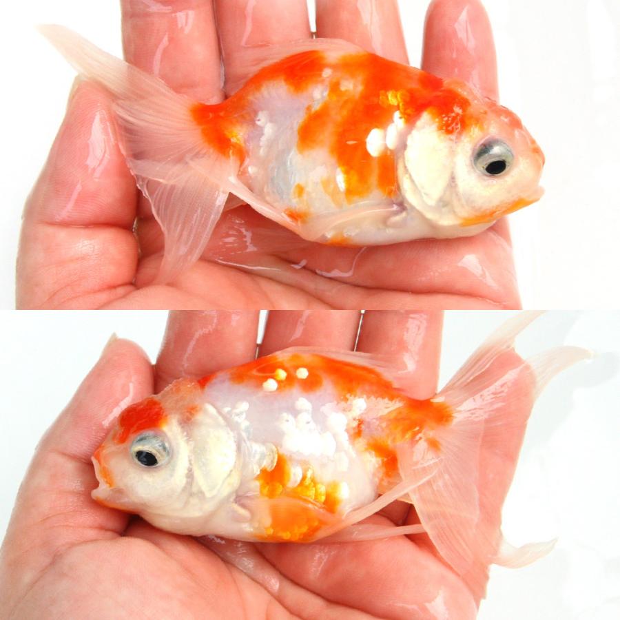 国産金魚）一点物 桜東錦 11cm±（1匹） : チャーム charm ヤフー