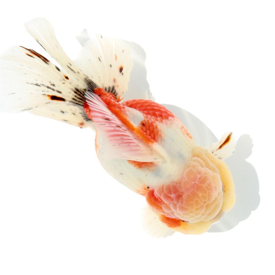 国産金魚)一点物 オランダ獅子頭 薩摩産 16cm±(1匹 国産金魚)一点物 オランダ獅子頭 薩摩産 16cm±(1匹