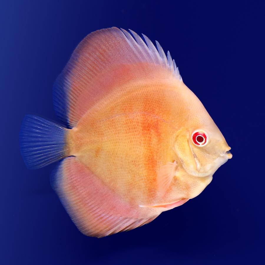熱帯魚 熱帯魚の魚体を正確に描いた画集『世界の熱帯魚1200種』11月発売