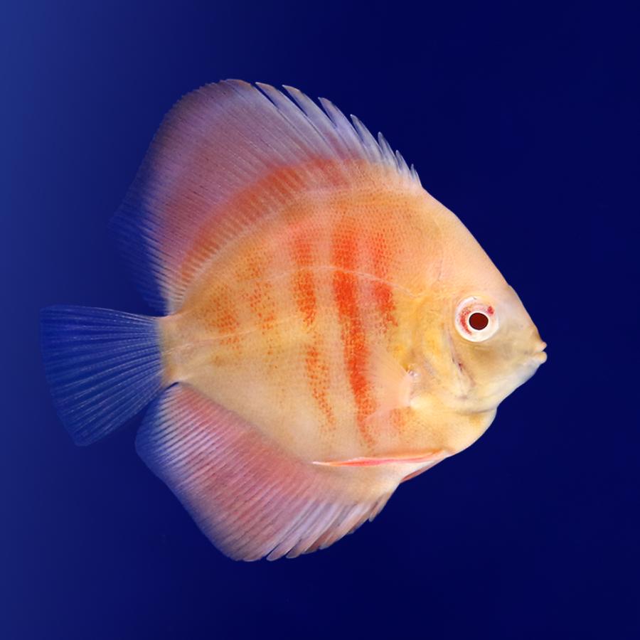 熱帯魚）アルビノサンメラー・ディスカス（Sサイズ）（1匹） 北海道