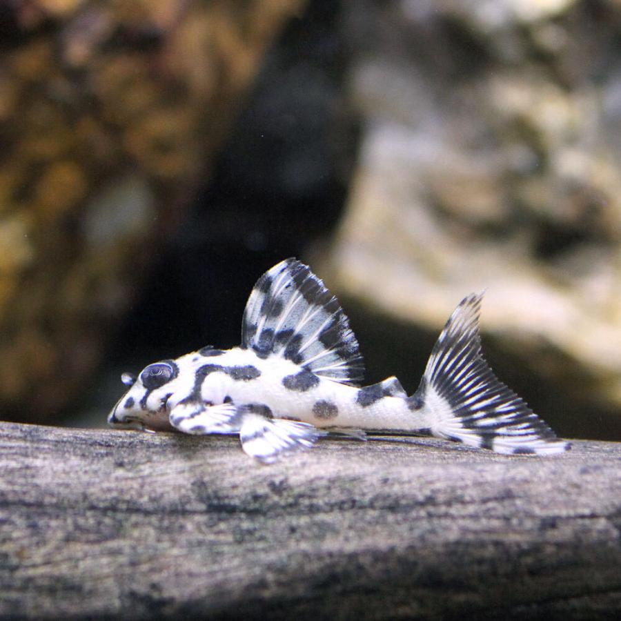 熱帯魚）ニューメガクラウンプレコ スーパーホワイト L−236