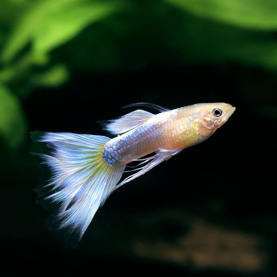 国産グッピー　ハイグレード　ドイツイエロータキシード・スワロー 入荷未定）（熱帯魚）ゴールデンドイツイエロータキシードスワロー