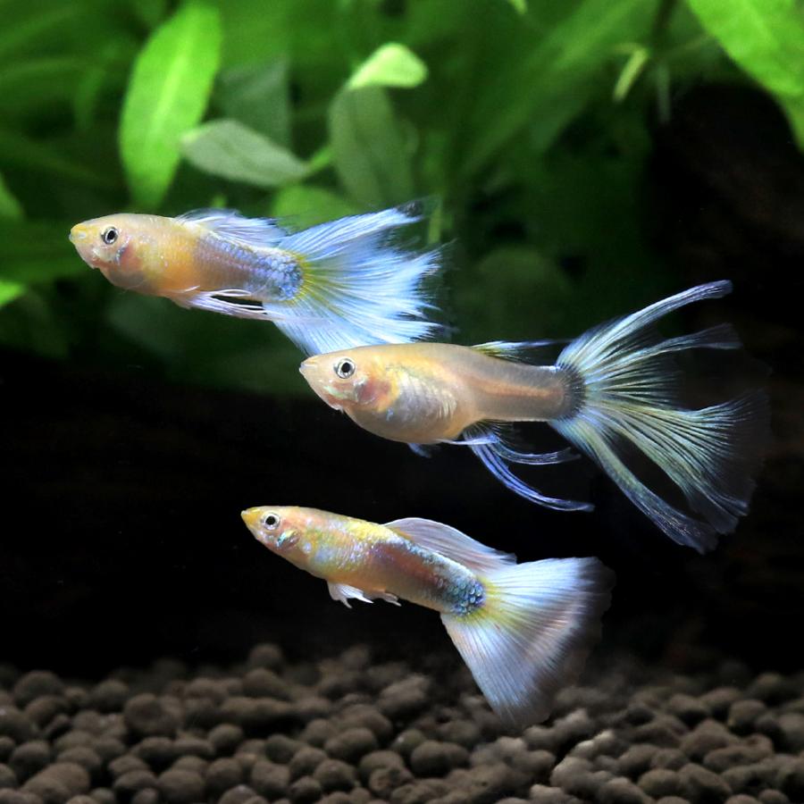 国産グッピー　ハイグレード　ドイツイエロータキシード・スワロー 入荷未定）（熱帯魚）ゴールデンドイツイエロータキシードスワロー