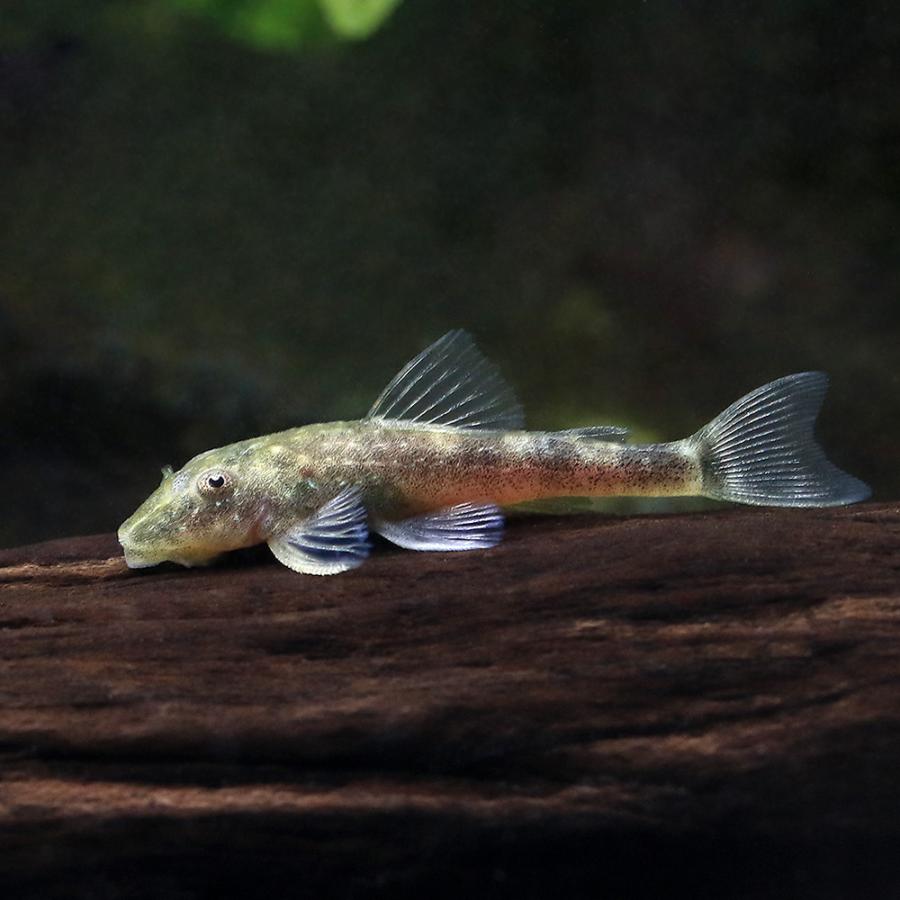 熱帯魚）パラオトシン・セサルピントイ（ワイルド）（1匹） 北海道