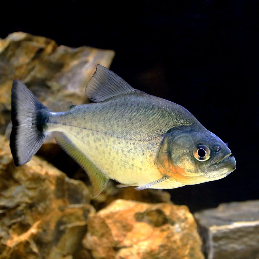 入荷未定）（熱帯魚）ブラック・ピラニア グァマ（ワイルド）（1匹 