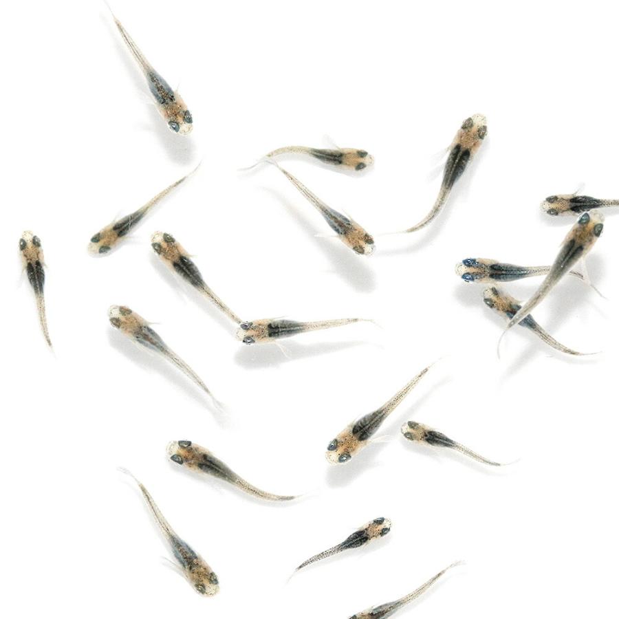 メダカ　レックウザ　5匹5000円　発送可　 めだか）無選別 レックウザメダカ 稚魚（5匹） : チャーム charm