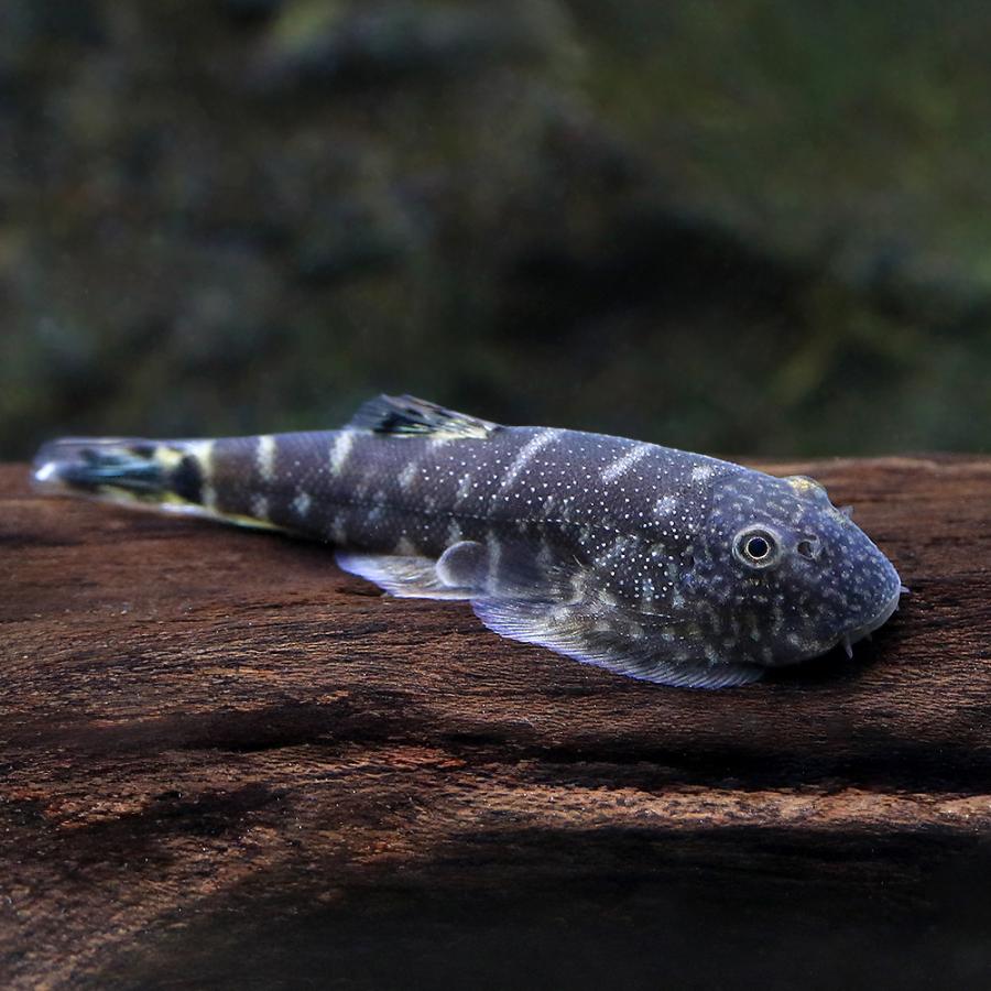 熱帯魚）スポットヘッドネオングリーンテール・ヒルストリームローチ