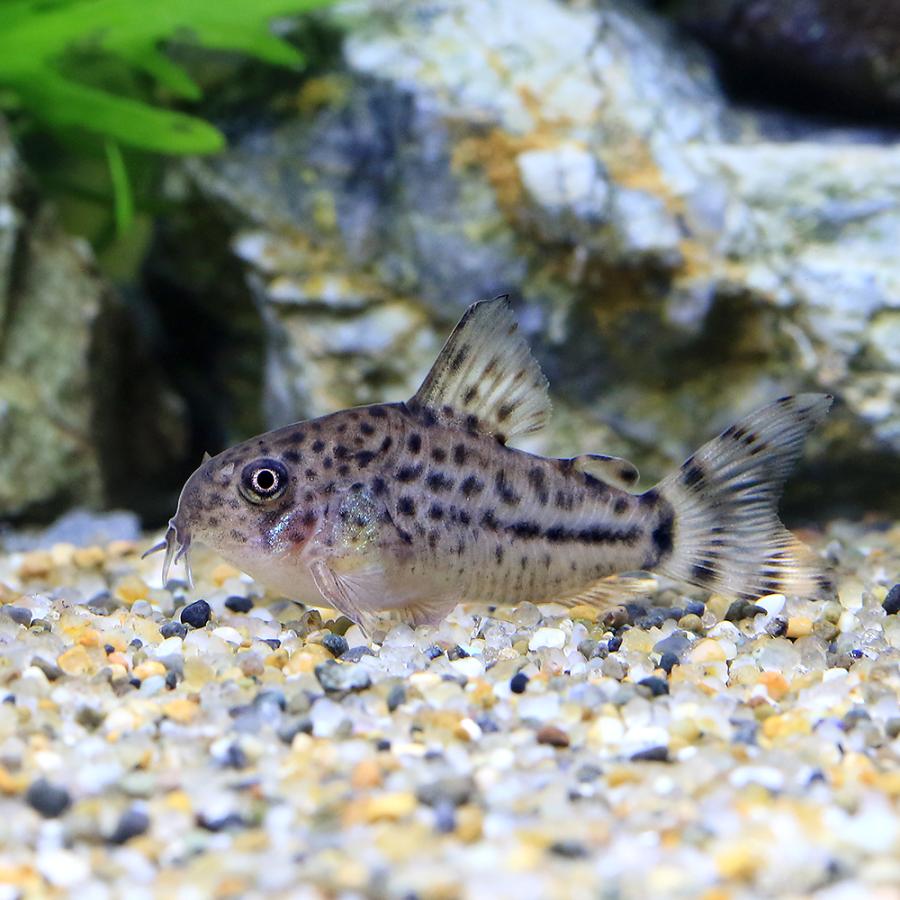 熱帯魚）コリドラス・ダイジョウブダエボンディ（ブリード）（1匹
