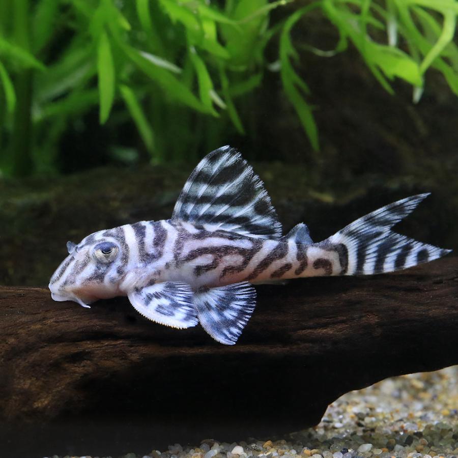 熱帯魚）スーパーインペリアルゼブラプレコ L−173a イレギュラー