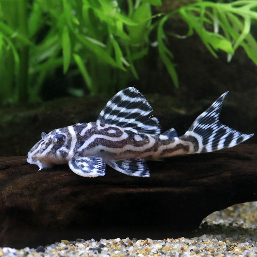 熱帯魚）スーパーインペリアルゼブラプレコ L−173a イレギュラー
