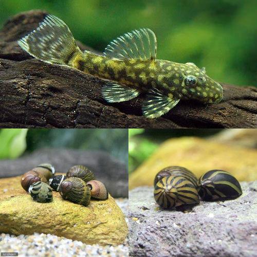 熱帯魚）ミニブッシープレコ（2匹）＋（B品）おまかせカノコ貝（4匹 