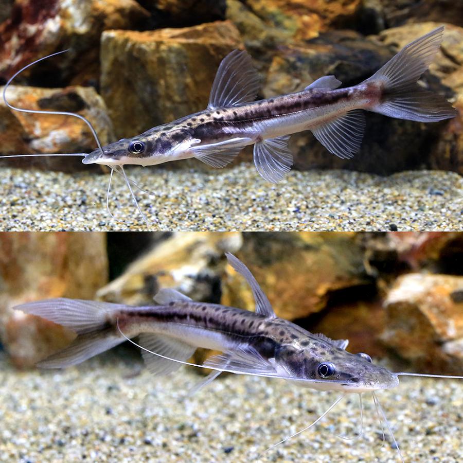 熱帯魚 90③水槽。 - 会社で熱帯魚のブログ