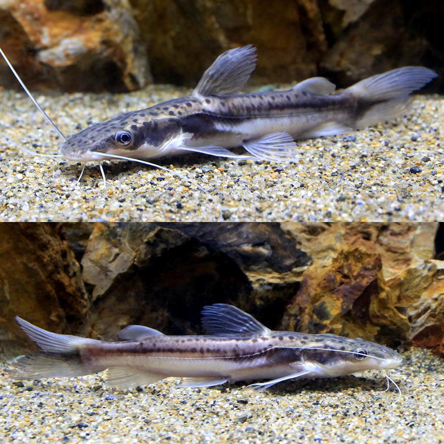 熱帯魚レッドテールキャット レッドテール・キャット<熱帯魚解説> | AQUALASSIC