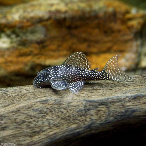 L136（スターダストクラウン）ワイルド（熱帯魚）