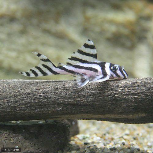 熱帯魚）インペリアルゼブラプレコ Sサイズ（3〜4．5cm