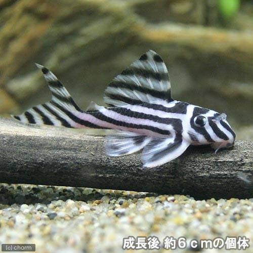 熱帯魚）インペリアルゼブラプレコ Sサイズ（3〜4．5cm