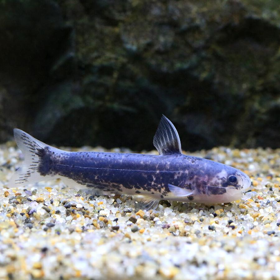 熱帯魚）メタリックブルー・カンディル（1匹） 北海道・九州航空便要