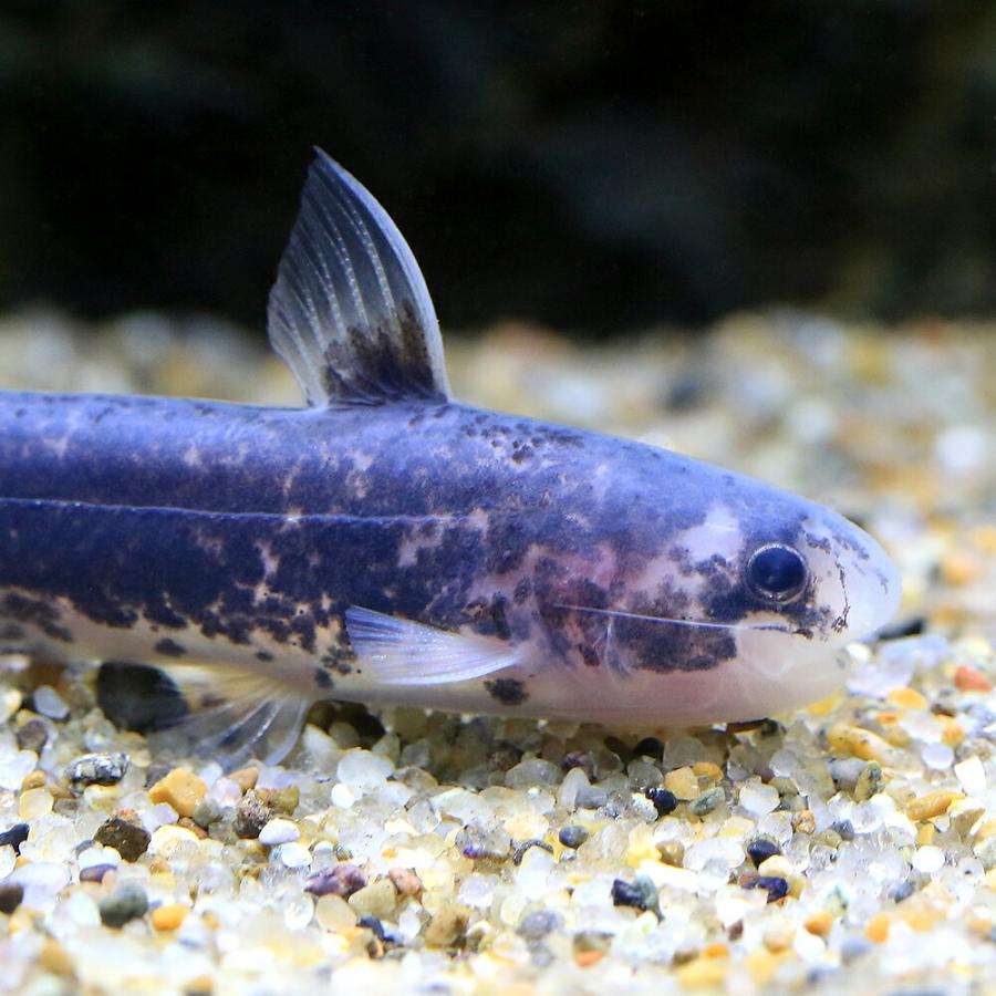 熱帯魚）メタリックブルー・カンディル（1匹） 北海道・九州航空便要
