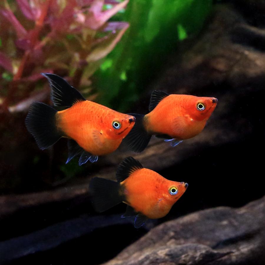 入荷未定）（熱帯魚）ショートボディレッドワグ・プラティ（3匹 