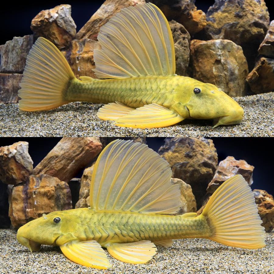 熱帯魚）ゴールデンアンジェリカス・プレコ フルゴールド（ワイルド 