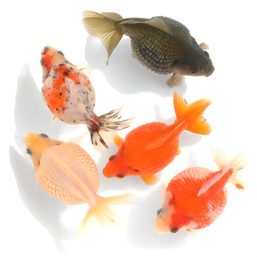 金魚【ピンポンパール】 国産金魚）ピンポンパール 10〜13cm 薩摩産（1匹） : チャーム