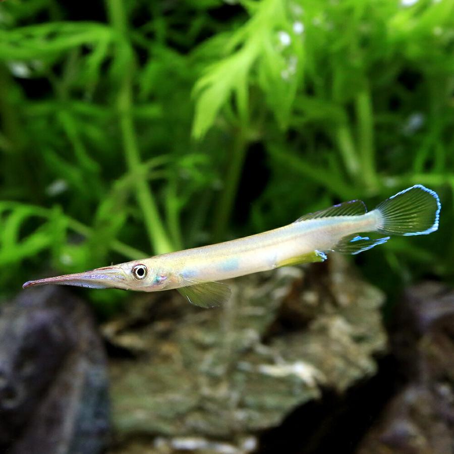 熱帯魚）グリーンスポットハーフビーク（1匹） 北海道・九州航空便要