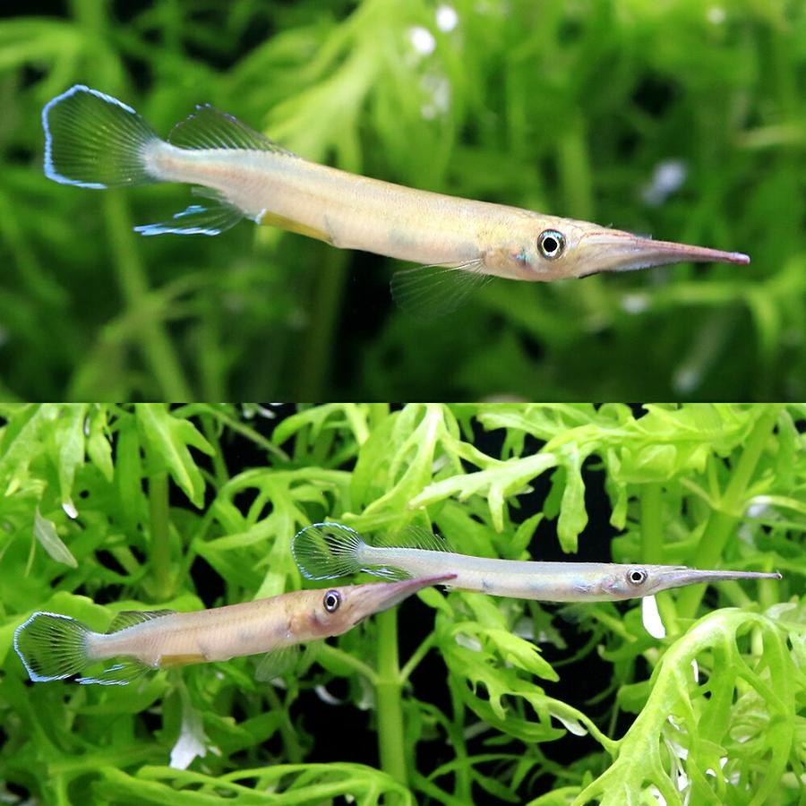 熱帯魚）グリーンスポットハーフビーク（1匹） 北海道・九州航空便要