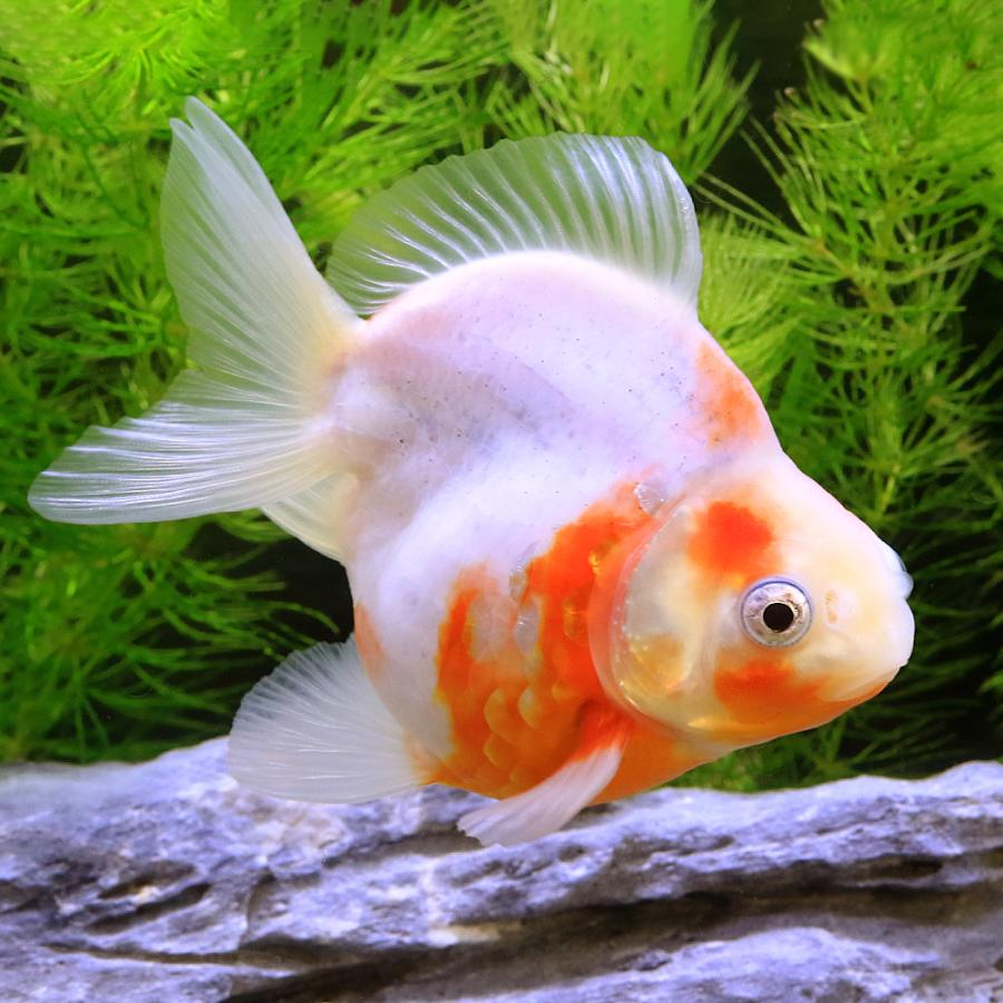 国産金魚）桜ダルマ琉金 ショートテール 薩摩産（1匹） : チャーム