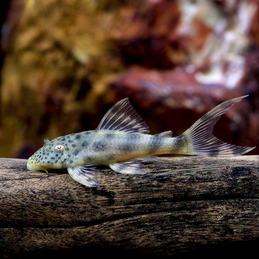 熱帯魚 熱帯魚）ペルースポットフォークテール・タイガープレコ（ワイルド